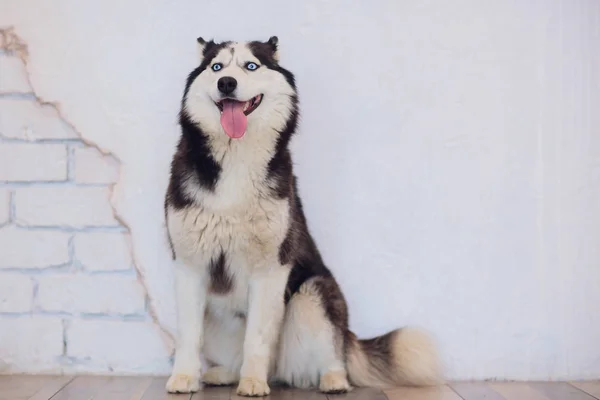 Retrato Husky con ojos azules con la lengua colgando — Foto de Stock