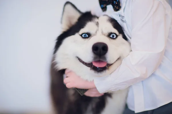 Pies z hosta portret Husky z niebieskimi oczami — Zdjęcie stockowe