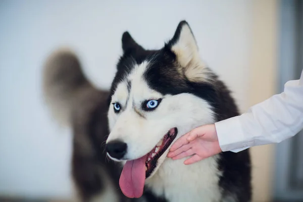 Cane con ospite Ritratto Husky con gli occhi azzurri — Foto Stock