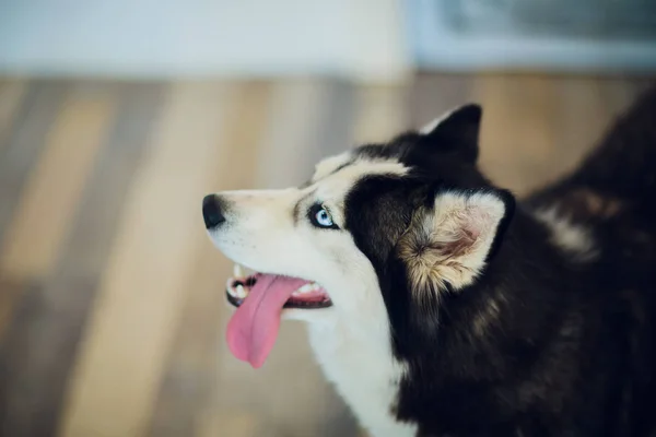 Portrett Husky med blå øyne med tungen hengende ut – stockfoto