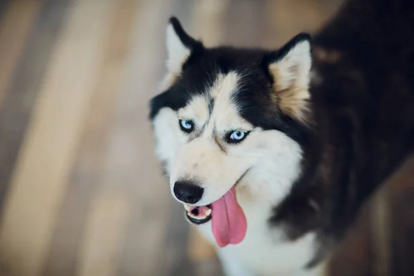 Retrato Husky con ojos azules con la lengua colgando —  Fotos de Stock