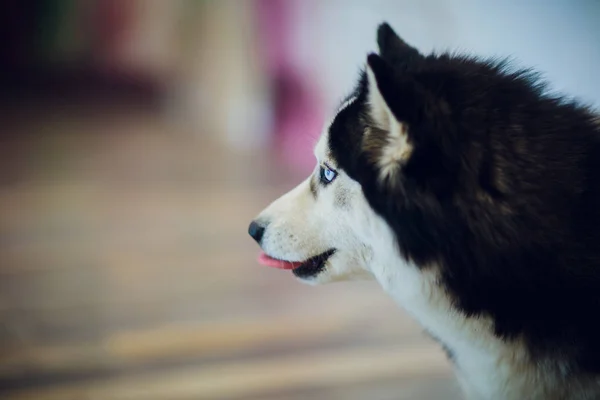 Portrét Husky s modrýma očima, s jeho jazyk visí — Stock fotografie