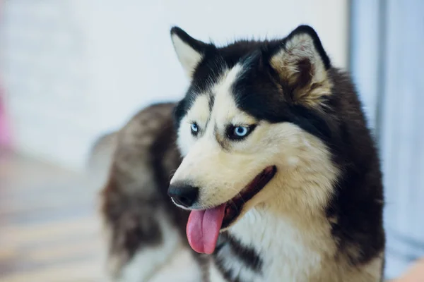 Retrato Husky con ojos azules con la lengua colgando —  Fotos de Stock