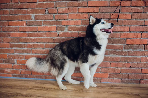 Portrait of a Husky with blue eyes on a background of red brick vintage — Stock Photo, Image