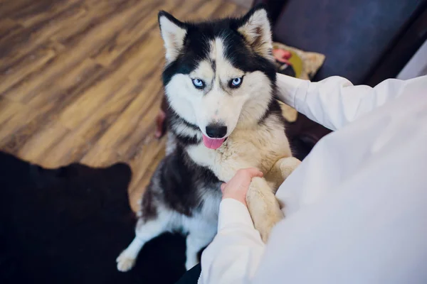 Perro con anfitrión Retrato Husky con ojos azules —  Fotos de Stock