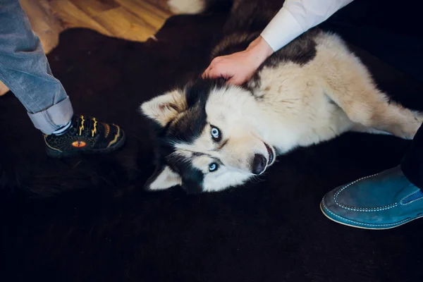 Собака з вузлом Husky портрет з блакитними очима — стокове фото