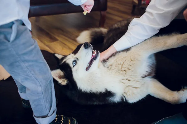 Cane con ospite Ritratto Husky con gli occhi azzurri — Foto Stock