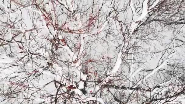 Veduta aerea delle piantagioni di conifere coperte di neve. Righe di abeti rossi alla luce del sole . — Video Stock