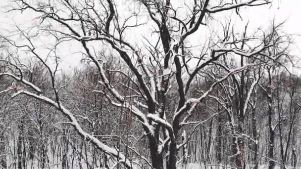 鸟瞰的雪覆盖针叶林种植园。云杉在阳光下的行. — 图库视频影像