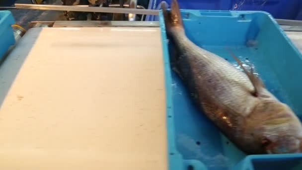 Vista de cerca del lote de pescado olfateado congelado con escamas de plata en el mostrador en el mercado de pescado. Concepto: alimentación saludable, delicioso, mercado de pescado . — Vídeos de Stock