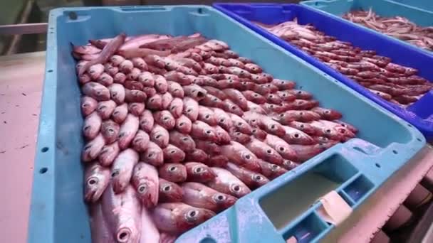 Närbild på massa fryst nors fisk med silver skalor på counter på fiskmarknaden. Koncept: sunda matvanor, läckra, fiskmarknaden. — Stockvideo