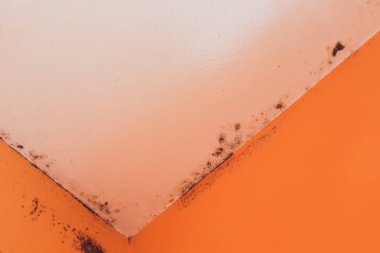 Peeling boya duvar alçı tavan banyo su sızıntısı.