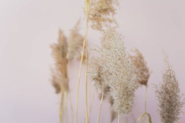 Ortak Reed Phragmites Australis tohum kafaları. Kurutulmuş