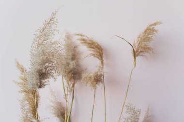 Ortak Reed Phragmites Australis tohum kafaları. Kurutulmuş