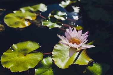 Güzel Pembe Lotus, gölde yansıması olan su bitkisi..