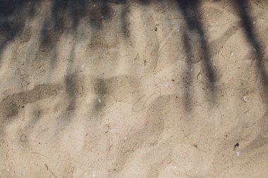 Tropikal plaj arka planda palmiye ağacı gölge.