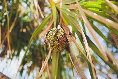 Palmiye dalları ya da avuç içi Günbatımında bırakır. Vintage retro sanatsal bulanık Düzenle arka plan ile işlenmiş objektif mercek parlamaları.