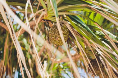 Palmiye dalları ya da avuç içi Günbatımında bırakır. Vintage retro sanatsal bulanık Düzenle arka plan ile işlenmiş objektif mercek parlamaları.