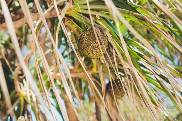 Palmiye dalları ya da avuç içi Günbatımında bırakır. Vintage retro sanatsal bulanık Düzenle arka plan ile işlenmiş objektif mercek parlamaları.