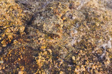 Tayland deniz sahilde yengeç evi.