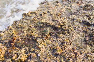 Tayland deniz sahilde yengeç evi.