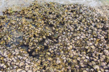 Tayland deniz sahilde yengeç evi.