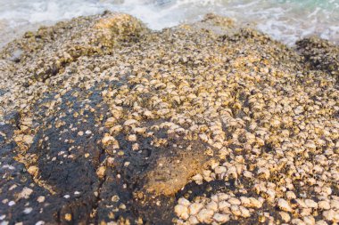 Tayland deniz sahilde yengeç evi.