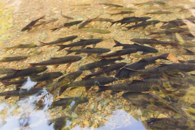 Antimon balık balık şelalede nibbling vardır.