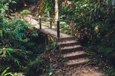 Orman. Ormanda arka plan. Yeşil ağaçlar, çalılar ve yeşillik ile tropikal yağmur ormanı. Tayland açık yürüyüş yolu.