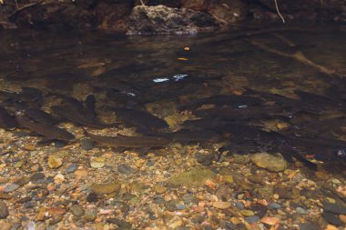 Antimon balık balık şelalede nibbling vardır.
