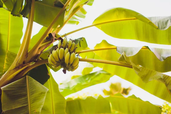 Plátano con racimo de plátanos verdes crudos . — Foto de Stock