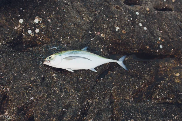 A photo of fresh tuna fish on a sandy beach. Freshly caught fish prepared to be cut and cooked. — Stock Photo, Image