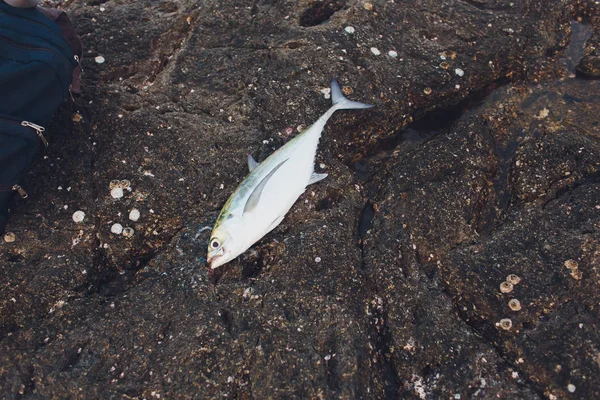 Una foto di tonno fresco su una spiaggia di sabbia. Pesce appena pescato pronto per essere tagliato e cotto . — Foto Stock