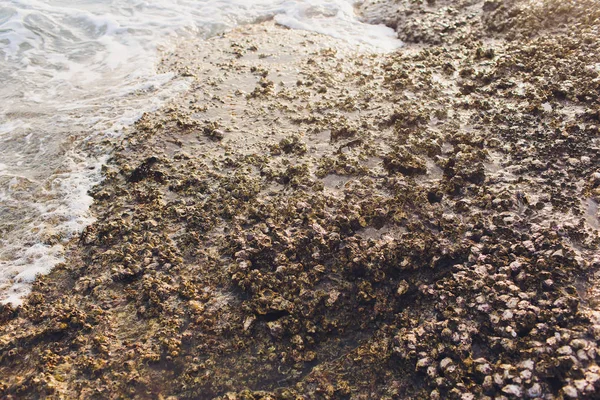 Dům krabů na pláži na moři z Thajska. — Stock fotografie