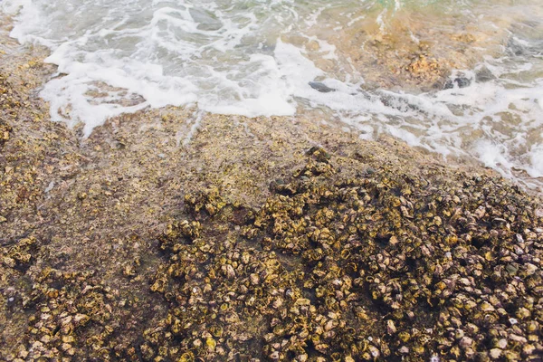 Huis van krabben op het strand in zee uit Thailand. — Stockfoto