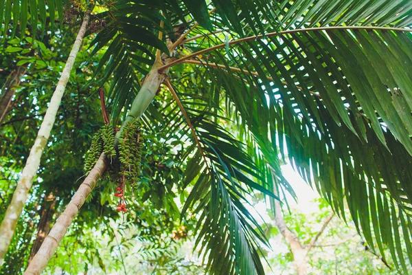 Cerrar semillas de aceite de palma sobre fondo de hoja verde. Enfoque selectivo . — Foto de Stock