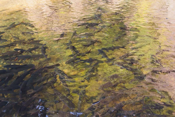 Peixes de antimônio Os peixes estão mordiscando em cachoeira . — Fotografia de Stock