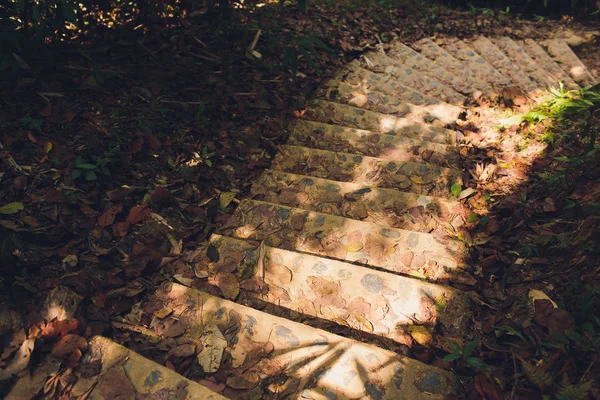 Wald. Dschungel Hintergrund. tropischer Regenwald mit grünen Bäumen, Büschen und Laub. Outdoor-Wanderweg in Thailand. — Stockfoto