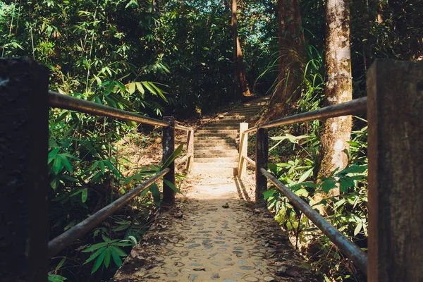 Forest. Jungle achtergrond. Tropisch regenwoud met groene bomen, struiken en loof. Outdoor wandeling weg in Thailand. — Stockfoto