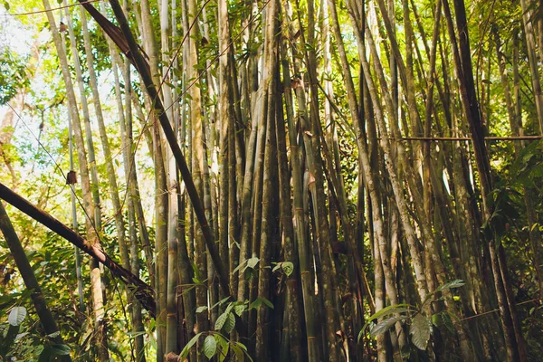 Bamboo forest. Jungle background in Thailand.