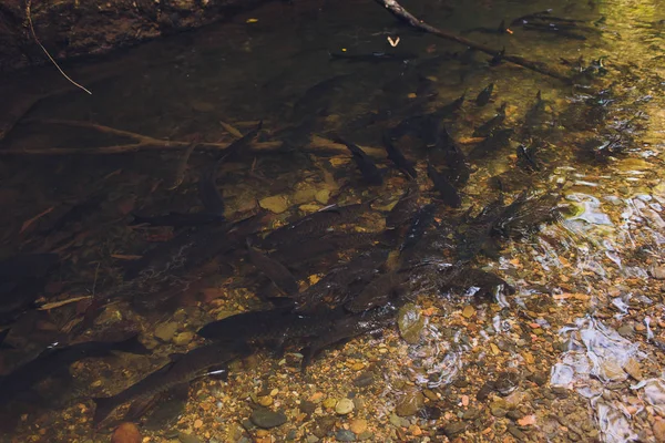 Rybka antimona ryba v vodopádu. — Stock fotografie