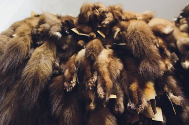 Hayvan kürkü. Tiles, rakun, kurt, kunduz, vizon, Bataklık kunduzundan işleme sonra asılı.
