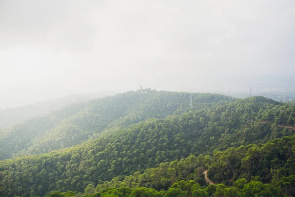 En vacker bild av vegetation med ett träd i Palma de Mallorca, Spanien. — Stockfoto