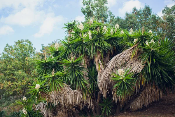 Verano en un bosque de pinos. Naturaleza en los alrededores . — Foto de Stock