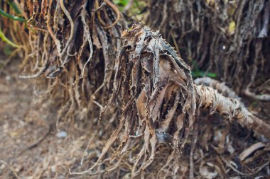 Aloe yapraklar ormanda eski kuru.