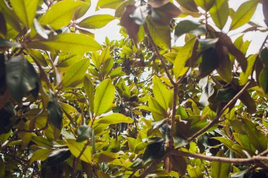 Meşe yaprağının yanında güneş ışığı. Oak Quercus robur - Letonya ulusal ağaç. Yaz gündönümü kutlaması.