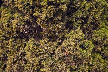 Büyük bir yaya üzerinde bir çiçek yatakta iş merkezine yakın sokak büyüyen iğne yapraklı kentsel küçük ağaç. Yaz günü.