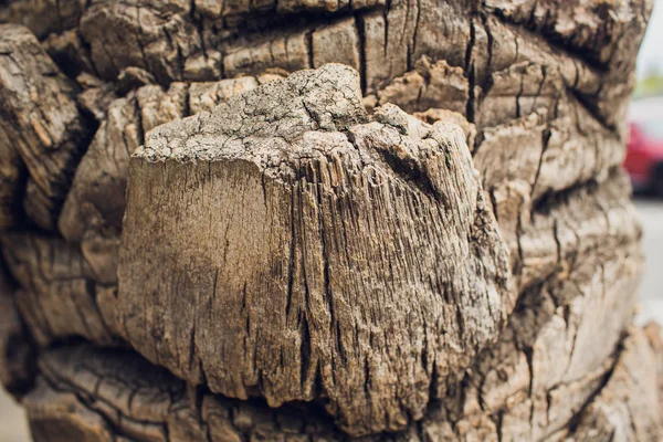 古い松の木の樹皮のクローズ アップ. — ストック写真