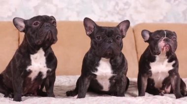 Tek yöne bakan üç sevimli Fransız bulldog portresi.