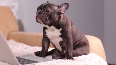 Çalışan köpek. Şirin köpek gümüş bir dizüstü bilgisayar üzerinde çalışıyor. Köpek cinsi: Fransız bulldog..